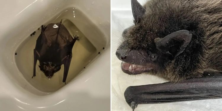 Morcego é encontrado 'boiando' em vaso sanitário durante onda de calor no Reino Unido