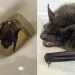 Morcego é encontrado 'boiando' em vaso sanitário durante onda de calor no Reino Unido