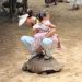 Mulher sobe em tartaruga e ri enquanto animal tenta se locomover na China; veja vídeo