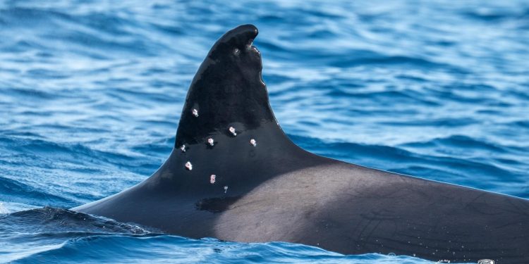 Orca conhecida por bater em barcos na Espanha e em Portugal é vista com ferimentos de arma de pressão
