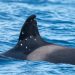 Orca conhecida por bater em barcos na Espanha e em Portugal é vista com ferimentos de arma de pressão