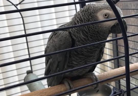 Papagaio roubado há nove anos é encontrado pelo dono