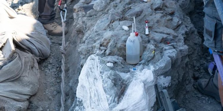 Pesquisadores descobrem fóssil de 2,5 metros em Portugal, o mais completo da história do país
