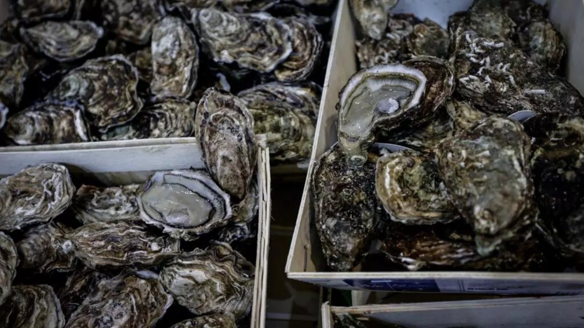 Polícia da Austrália busca suspeitos de roubarem mais de R$ 1 milhão em ostras