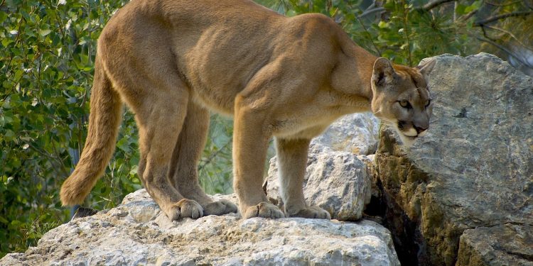 Pumas matam mais de 100 ovelhas em fazenda na Argentina e ataques assustam agricultores