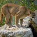 Pumas matam mais de 100 ovelhas em fazenda na Argentina e ataques assustam agricultores
