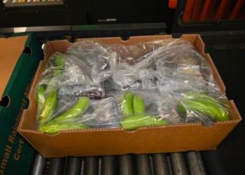 Quase 3 toneladas de cocaína, avaliadas em R$ 1,6 bilhão, são apreendidas em carga de bananas da Colômbia no Reino Unido