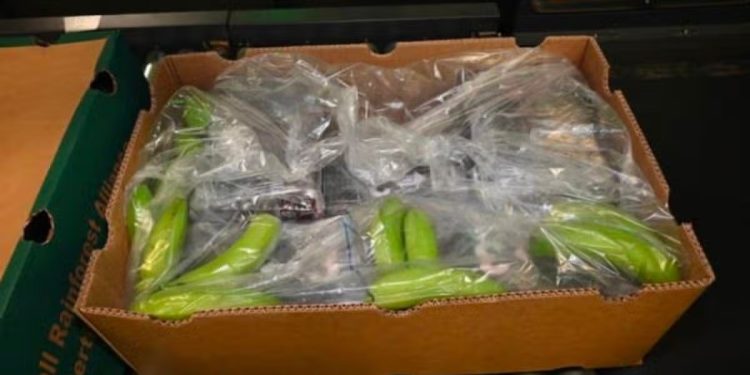Quase 3 toneladas de cocaína, avaliadas em R$ 1,6 bilhão, são apreendidas em carga de bananas da Colômbia no Reino Unido