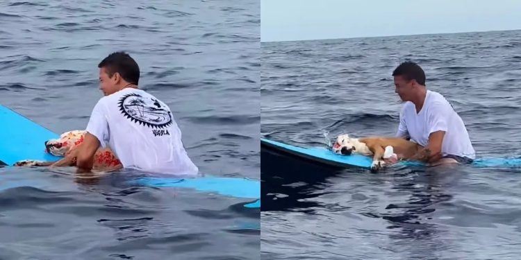 Surfista se despede do seu cachorro no meio do mar: 'Eu te amo, cabeção, vou sentir sua falta'; veja vídeo
