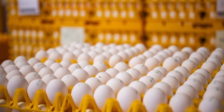 Temor por salmonela faz EUA recolher mais de 1,5 milhão de cartelas de ovos; entenda