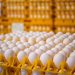 Temor por salmonela faz EUA recolher mais de 1,5 milhão de cartelas de ovos; entenda