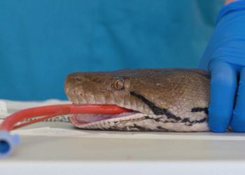 Tratamento pioneiro contra o câncer salva cobra píton Jodie Foster em zoológico na Inglaterra