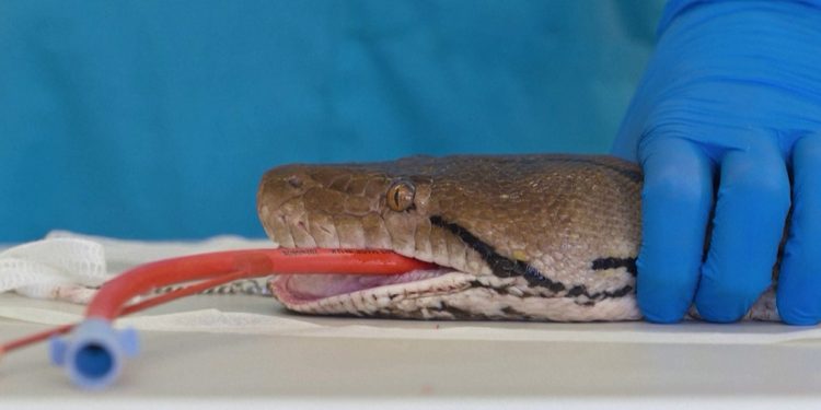 Tratamento pioneiro contra o câncer salva cobra píton Jodie Foster em zoológico na Inglaterra