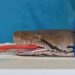 Tratamento pioneiro contra o câncer salva cobra píton Jodie Foster em zoológico na Inglaterra