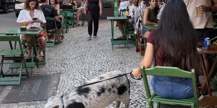 Um porco passeia em Ipanema