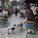 Um porco passeia em Ipanema