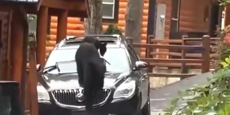 Ursa e filhote são flagrados tentando abrir carro estacionado em cidade turística dos EUA; veja vídeo