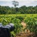 Ventos extremos e previsão de El Niño ampliam debate sobre agroecologia diante da crise climática
