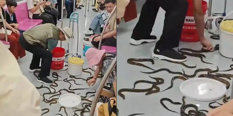Viralizou: dezenas de enguias escapam de balde e causam pânico em metrô na China; assista