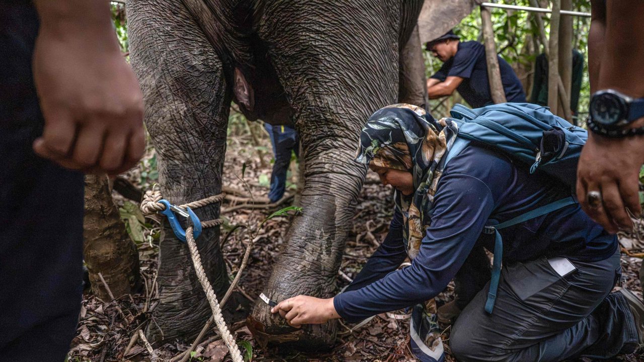 'Encantadora de elefantes' luta para salvar espécie ameaçada de extinção na Malásia