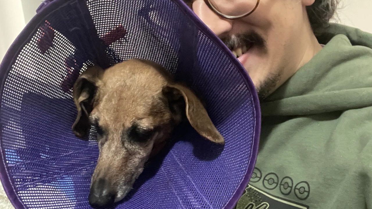 'React' de videogame vira maratona de doações para cachorrinho e pega streamer de surpresa