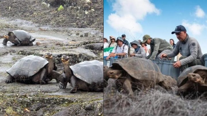 'Tartarugas alienígenas' retornaram às Ilhas Galápagos após desaparecerem de região há mais de 100 anos