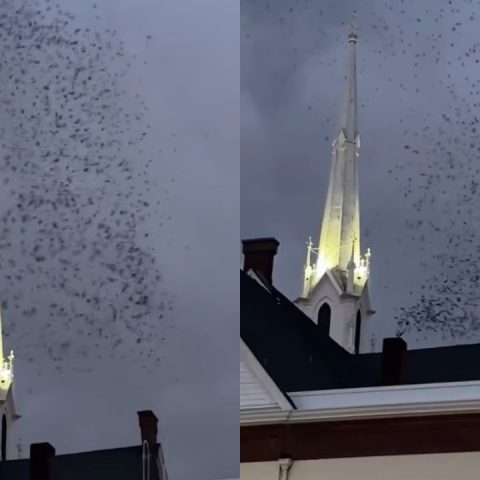 Bizarro: milhares de pássaros formam ‘ciclone’ sobre igreja nos EUA e mergulham em chaminé; assista
