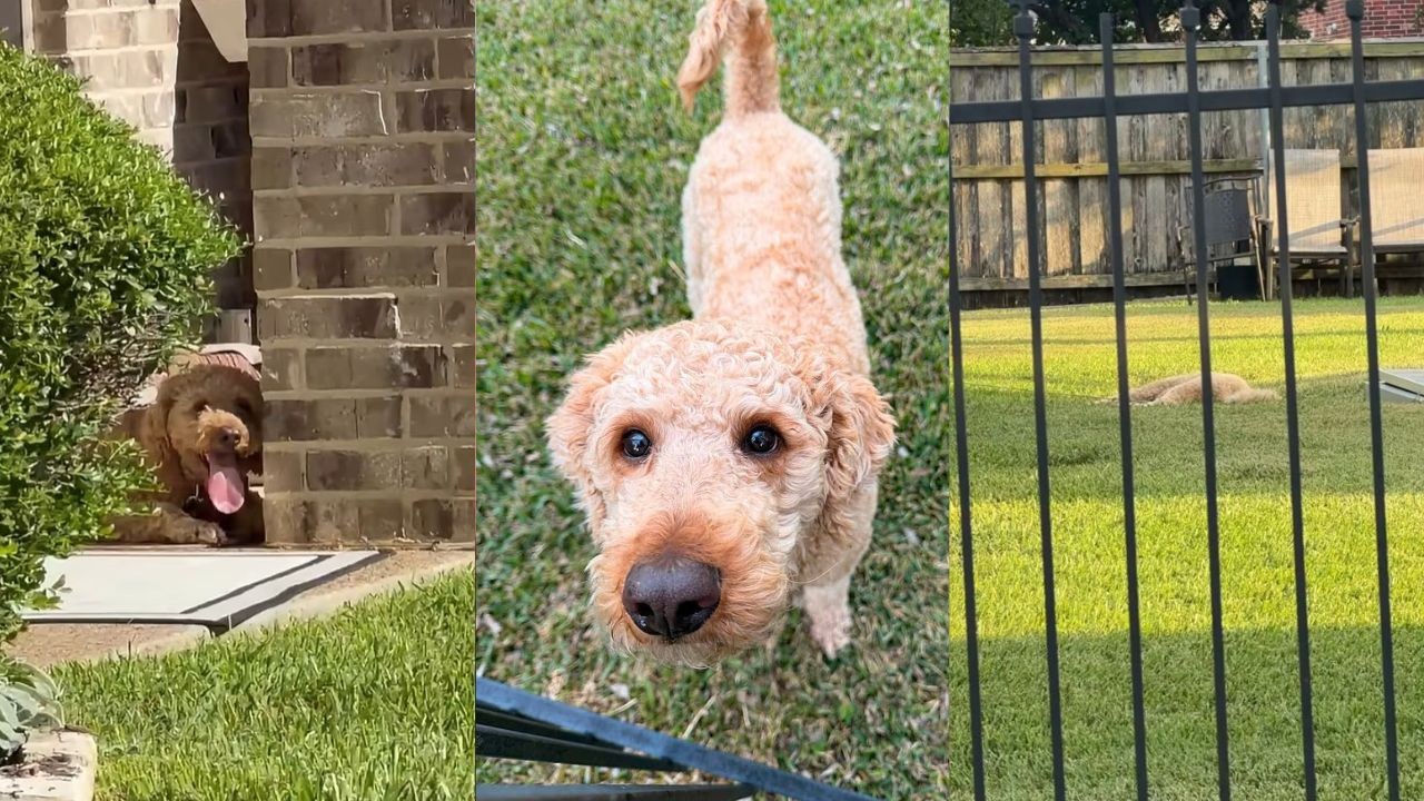 Cachorro morre de calor após ser mantido amarrado sob o sol nos EUA; vizinha tentou ajudá-lo: ‘Implorei para salvá-lo’