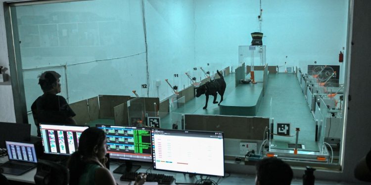 Cães são treinados com inteligência artificial para detectar câncer pelo hálito na Índia