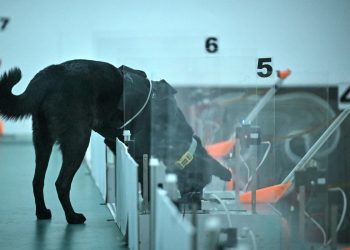 Cães treinados com IA ajudam a detectar câncer em experimento na Índia; entenda