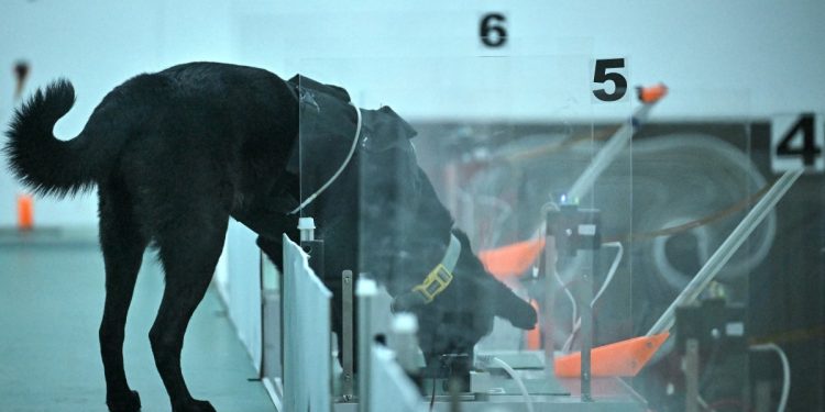 Cães treinados com IA ajudam a detectar câncer em experimento na Índia; entenda