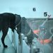 Cães treinados com IA ajudam a detectar câncer em experimento na Índia; entenda