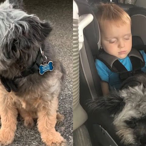 Cão desaparece durante banho e tosa e é encontrado mais de quatro anos depois nos EUA