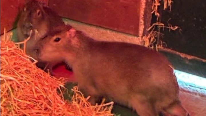 Capivara chamada 'Samba' mobiliza moradores do Reino Unido após fugir de zoológico