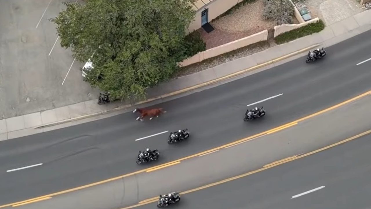 Cavalo foge antes de desfile no Novo México e é perseguido por policiais; veja vídeo