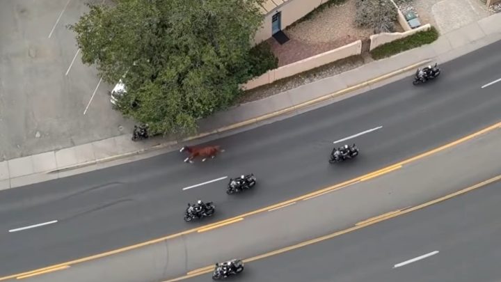 Cavalo foge antes de desfile no Novo México e é perseguido por policiais; veja vídeo