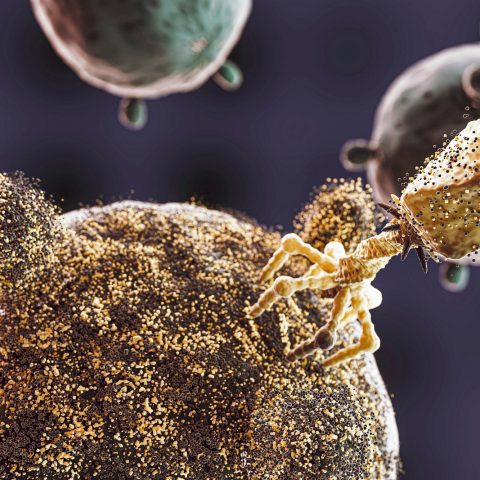 Cientistas brasileiros descobrem vírus que pode combater bactéria da pneumonia e sepse resistente a antibióticos; entenda
