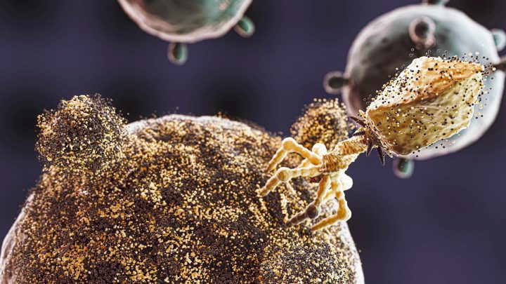 Cientistas brasileiros descobrem vírus que pode combater bactéria da pneumonia e sepse resistente a antibióticos; entenda