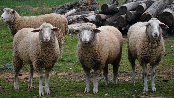 Consulado da Espanha rejeita visto de marroquina por suspeitar que emprego para cuidar de ovelhas era desculpa para emigrar; entenda