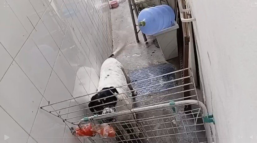 Creche para cães em Botafogo é denunciada por suspeita de maus-tratos; polícia investiga