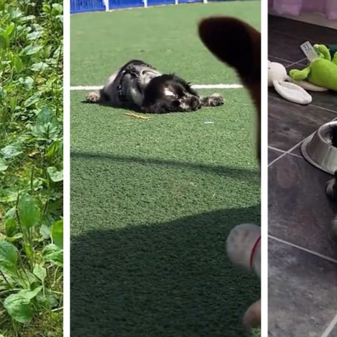 De tão feliz, ele apaga: cachorrinho que desmaia de tanta empolgação viraliza nas redes; entenda doença rara