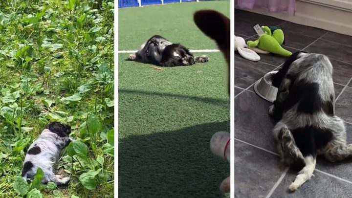 De tão feliz, ele apaga: cachorrinho que desmaia de tanta empolgação viraliza nas redes; entenda doença rara