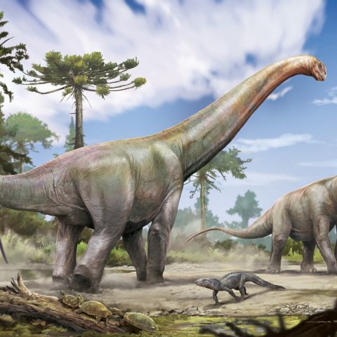 Dinossauro de 100 milhões de anos descoberto no Maranhão está entre os maiores já encontrados no Brasil; conheça a espécie