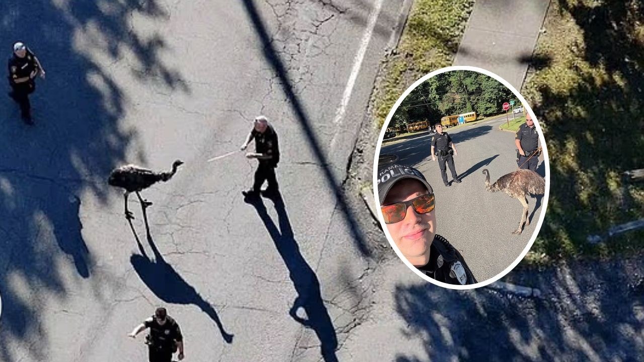 Drone, perseguição e três tentativas: Policiais passam perrengue para capturar ema que fugiu de zoológico nos EUA; vídeo
