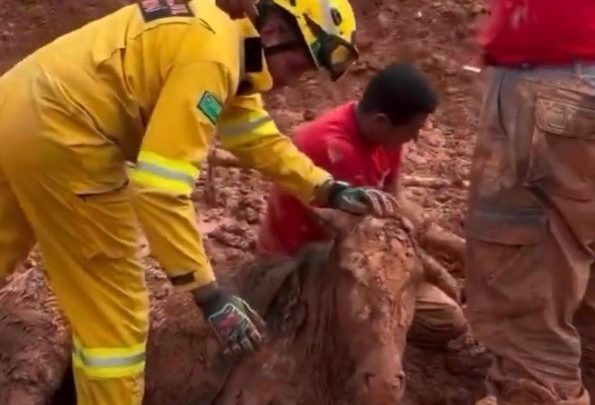 Égua morre após ficar soterrada por 24 horas e ser resgatada em Itapevi (SP)