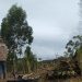 Estado realiza operação contra o desmatamento na Mata Atlântica em 64 municípios e aplica R$ 800 mil em multas