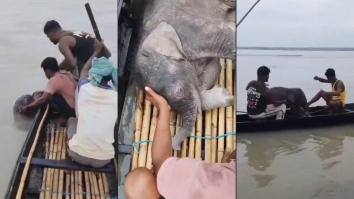 Filhote de elefante é resgatado por pescadores após ficar à deriva em rio na Índia; vídeo