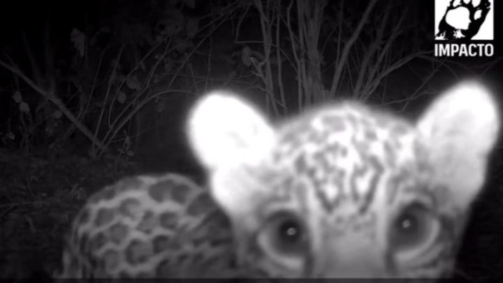 Filhote de onça-pintada é flagrado brincando com tronco no Pantanal mato-grossense; veja vídeo