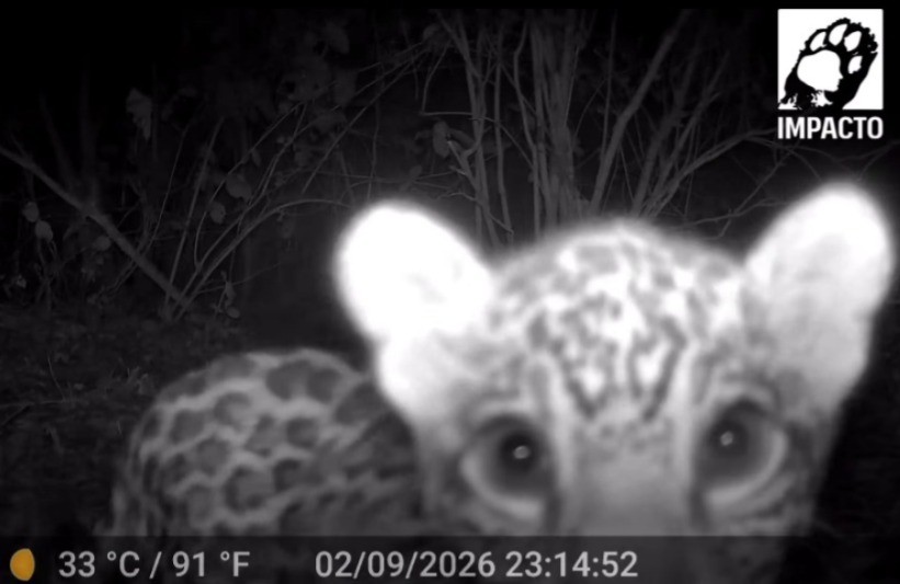 Filhote de onça-pintada é flagrado brincando com tronco no Pantanal mato-grossense; veja vídeo