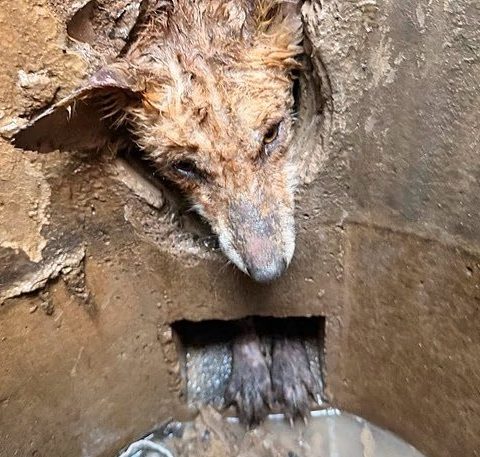Filhote de raposa é resgatado após passar nove horas preso em tubulação no Reino Unido